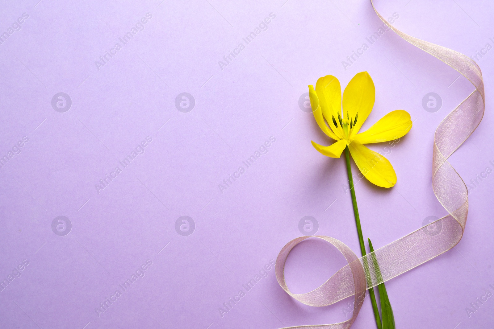 Photo of Yellow tulip and ribbon on violet background, top view with space for text. Menopause concept