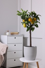 Idea for minimalist interior design. Small potted lemon tree with fruits on table in living room