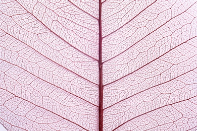 Photo of Closeup view of beautiful decorative skeleton leaf