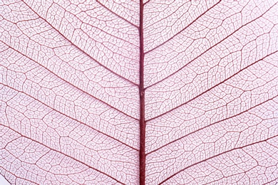 Closeup view of beautiful decorative skeleton leaf