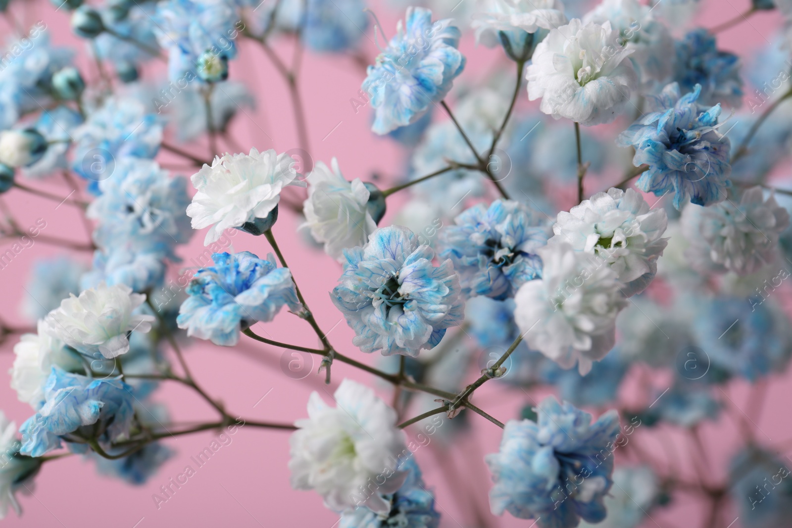 Photo of Beautiful dyed gypsophila flowers on pink background, closeup