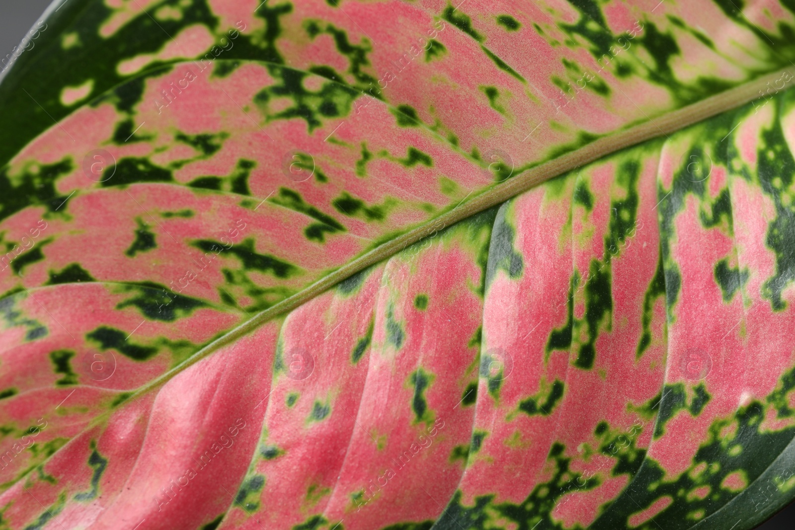 Photo of Aglaonema with beautiful leaves as background, closeup. Tropical plant