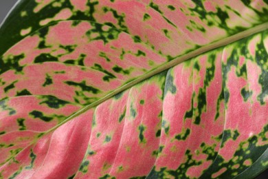 Photo of Aglaonema with beautiful leaves as background, closeup. Tropical plant