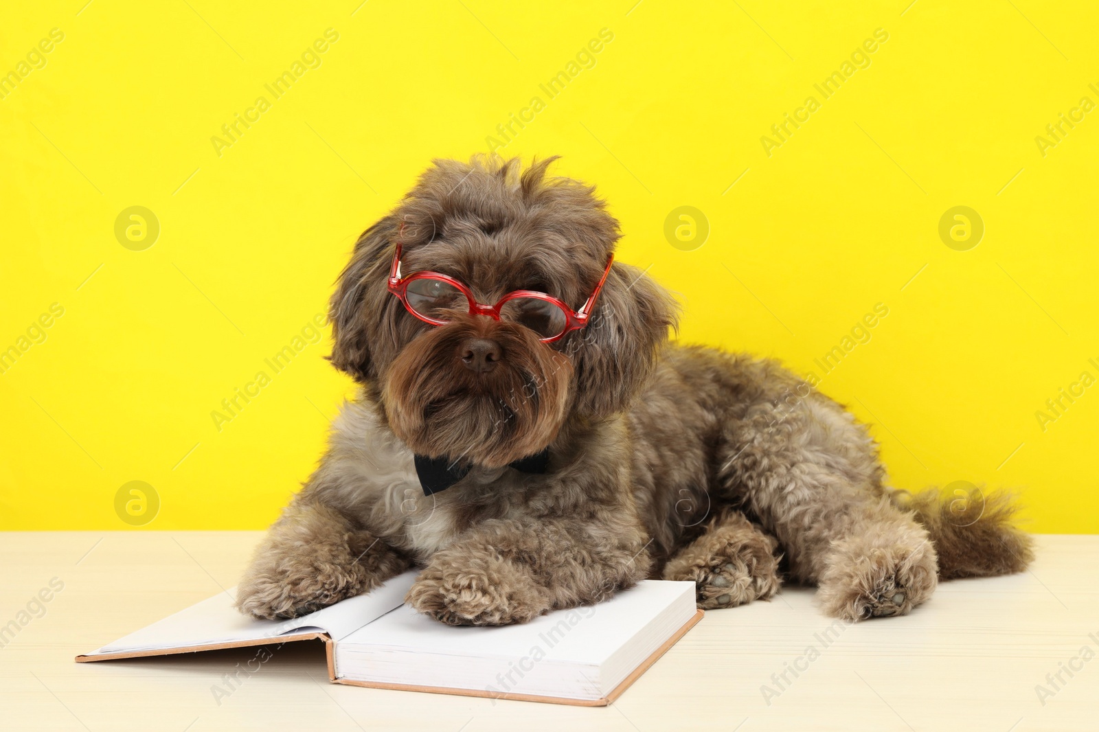 Photo of Cute Maltipoo dog with book wearing glasses on white table against yellow background. Lovely pet