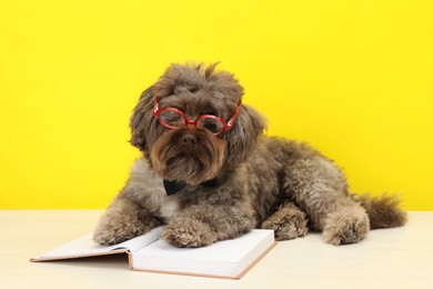 Cute Maltipoo dog with book wearing glasses on white table against yellow background. Lovely pet