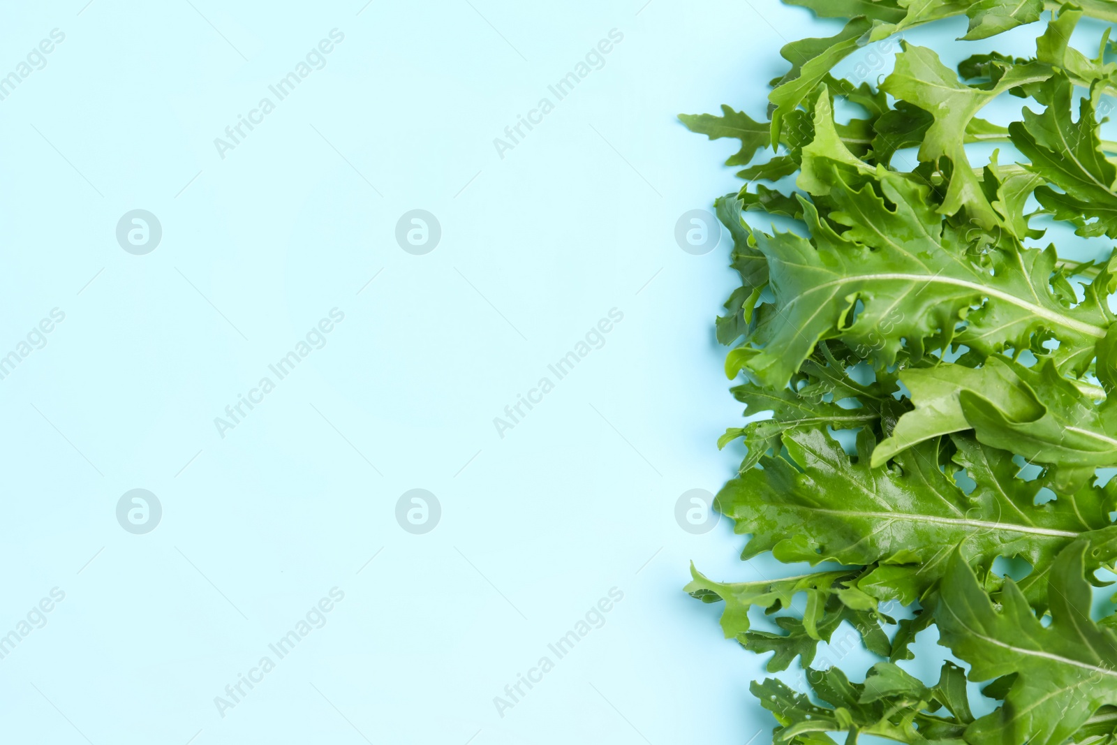 Photo of Fresh arugula on light blue background, flat lay. Space for text