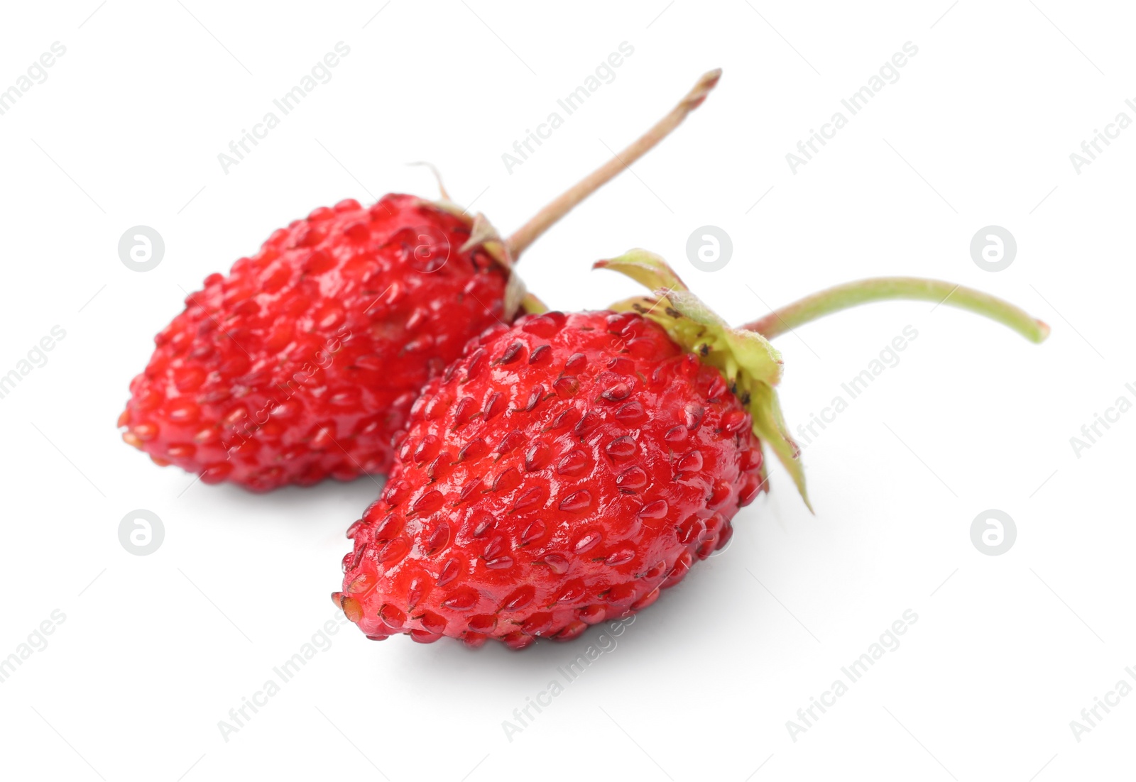 Photo of Ripe red wild strawberries isolated on white