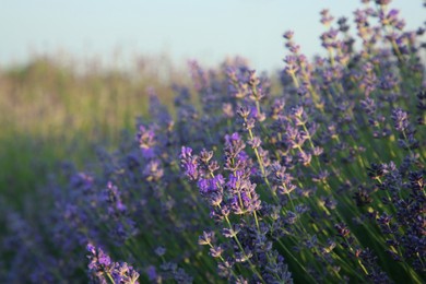 Photo of Beautiful blooming lavender growing in field, closeup. Space for text