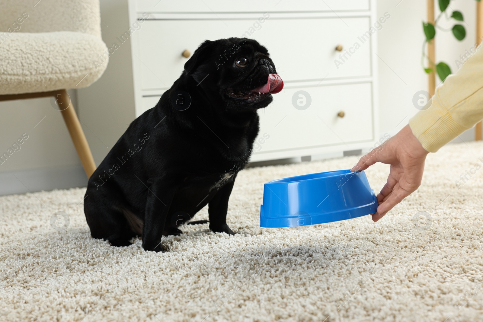 Photo of Woman feeding her adorable Pug dog in room, closeup