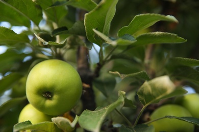 Ripe apples on tree branch in garden