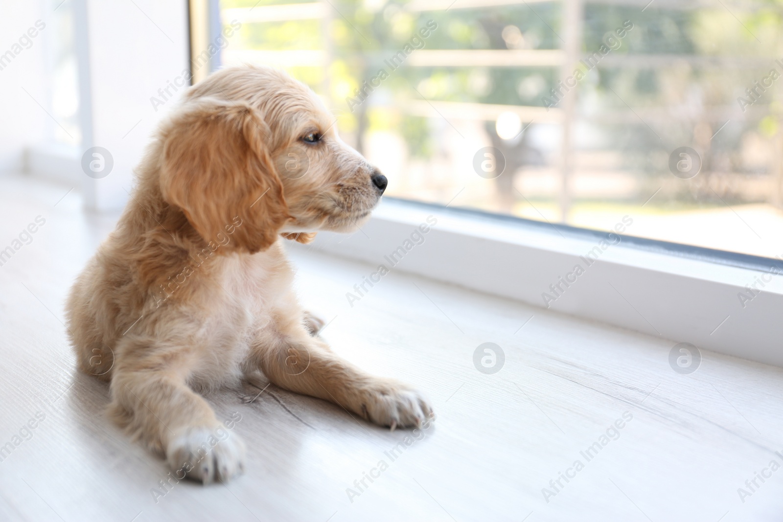 Photo of Cute English Cocker Spaniel puppy lying near window indoors. Space for text