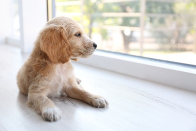 Photo of Cute English Cocker Spaniel puppy lying near window indoors. Space for text