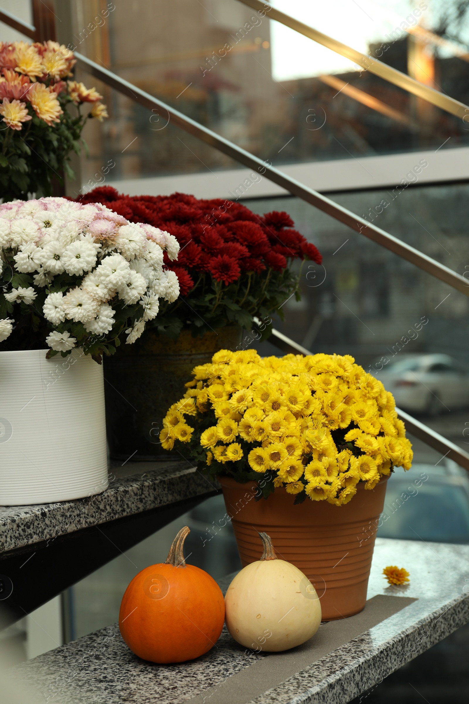 Photo of Many fresh chrysanthemum flowers in pots and pumpkins on stairs indoors