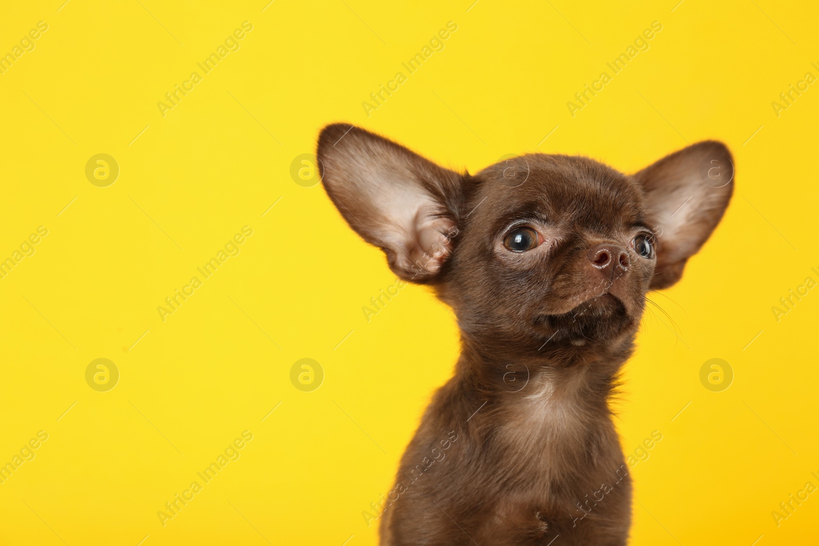 Photo of Cute small Chihuahua dog on yellow background. Space for text