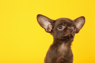 Photo of Cute small Chihuahua dog on yellow background. Space for text