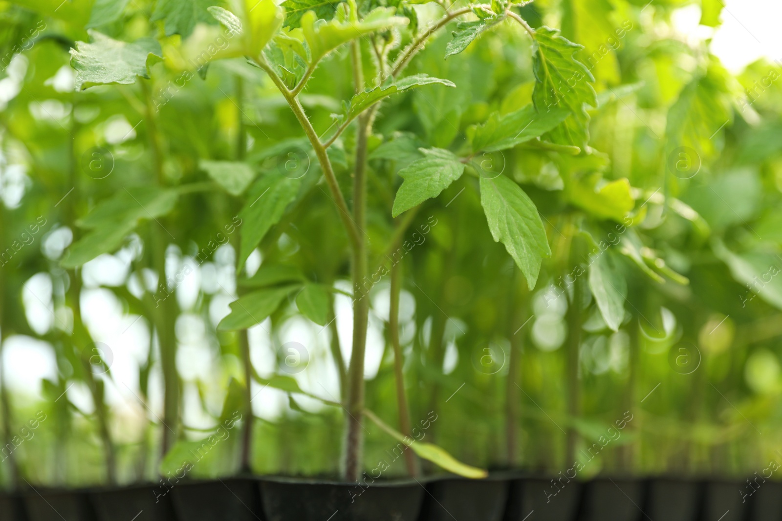 Photo of Green tomato seedlings on blurred background, closeup
