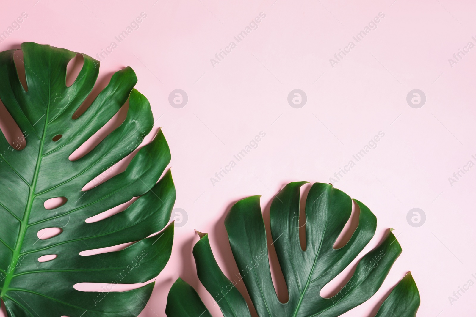 Photo of Green fresh monstera leaves on color background, flat lay with space for text. Tropical plant