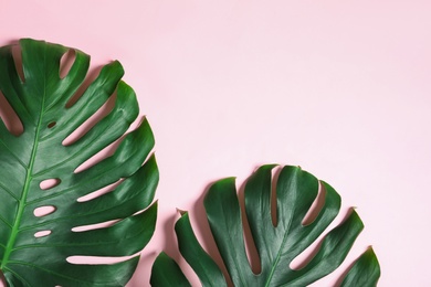 Green fresh monstera leaves on color background, flat lay with space for text. Tropical plant