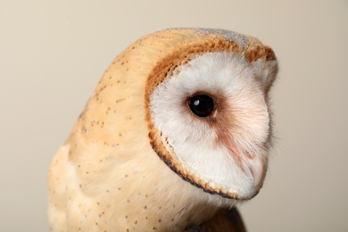 Photo of Beautiful common barn owl on beige background, closeup