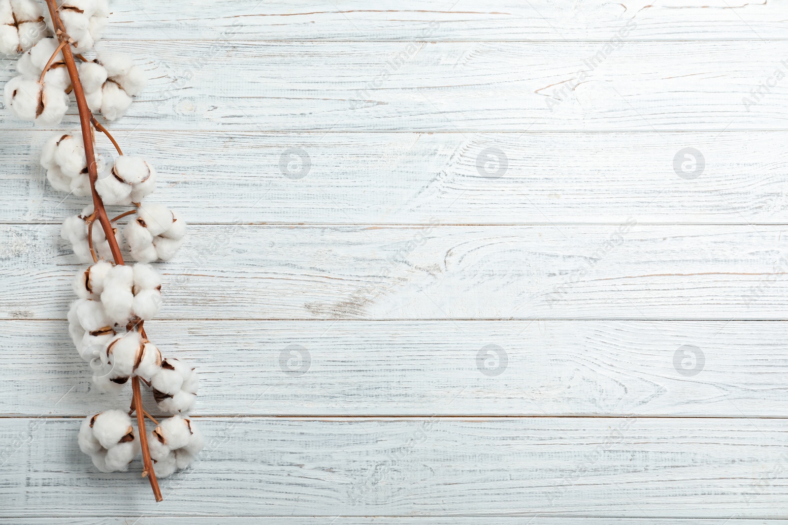 Photo of Branch of cotton plant on white wooden background, top view. Space for text