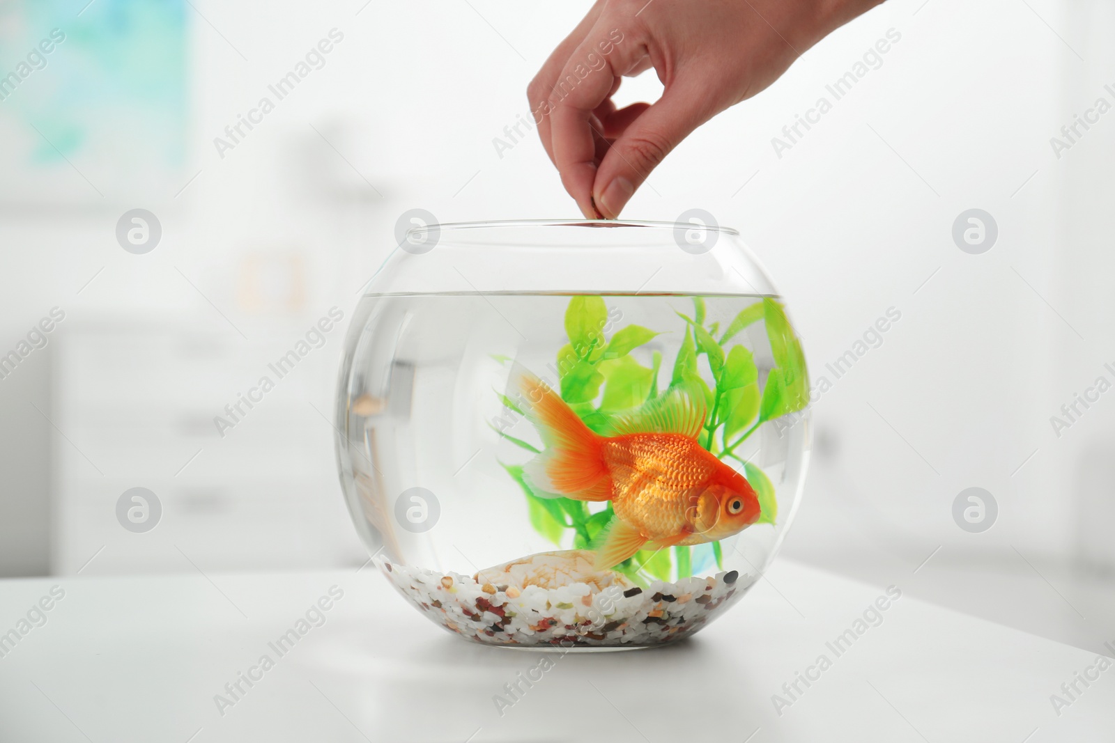 Photo of Woman feeding beautiful goldfish at home, closeup