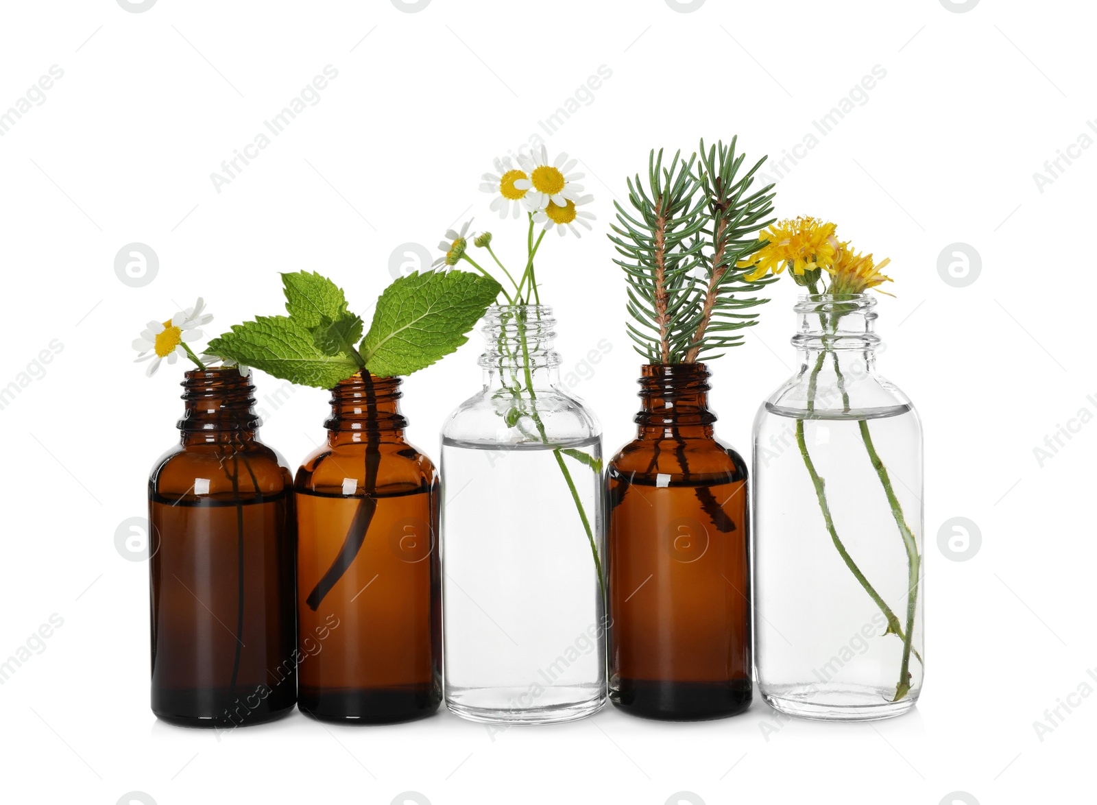 Photo of Glass bottles of different essential oils with plants on white background