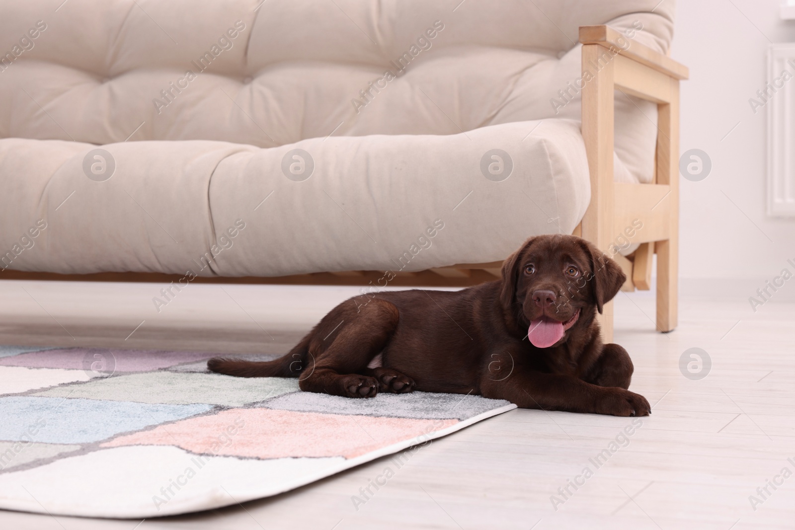 Photo of Cute chocolate Labrador Retriever puppy on rug at home. Lovely pet