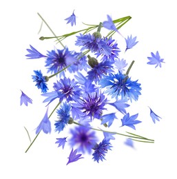 Image of Bright blue cornflowers in air on white background