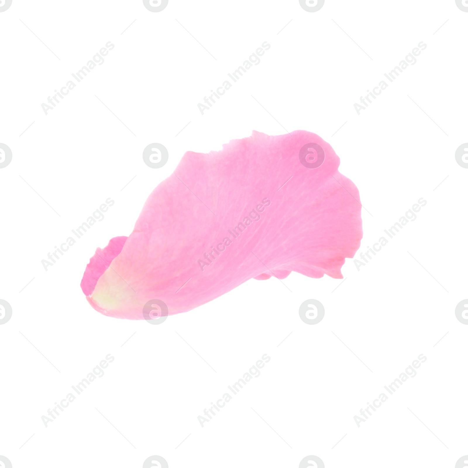 Photo of One pink rose petal isolated on white