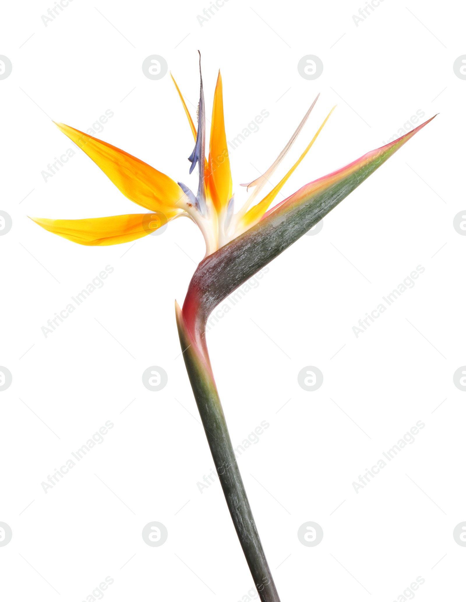 Photo of Bird of Paradise tropical flower isolated on white