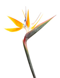Bird of Paradise tropical flower isolated on white