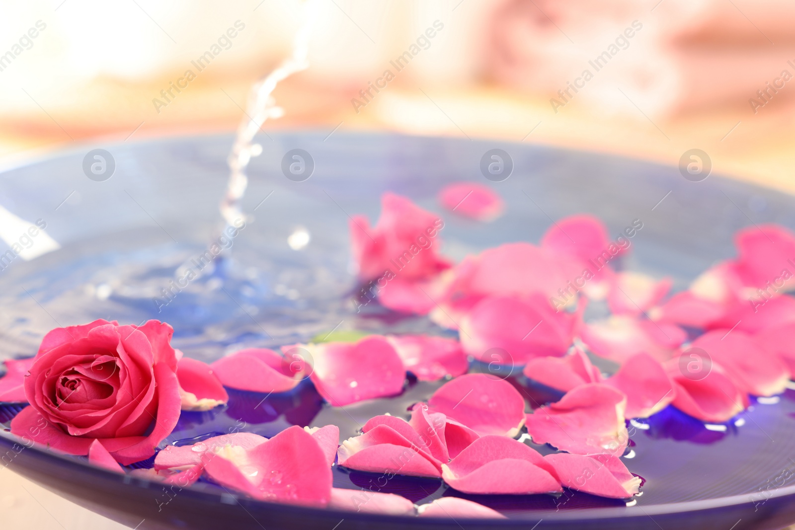 Photo of Pink rose and petals in bowl with water on blurred background, closeup