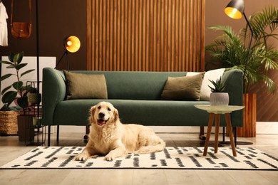 Modern living room interior. Cute Golden Labrador Retriever on floor near couch