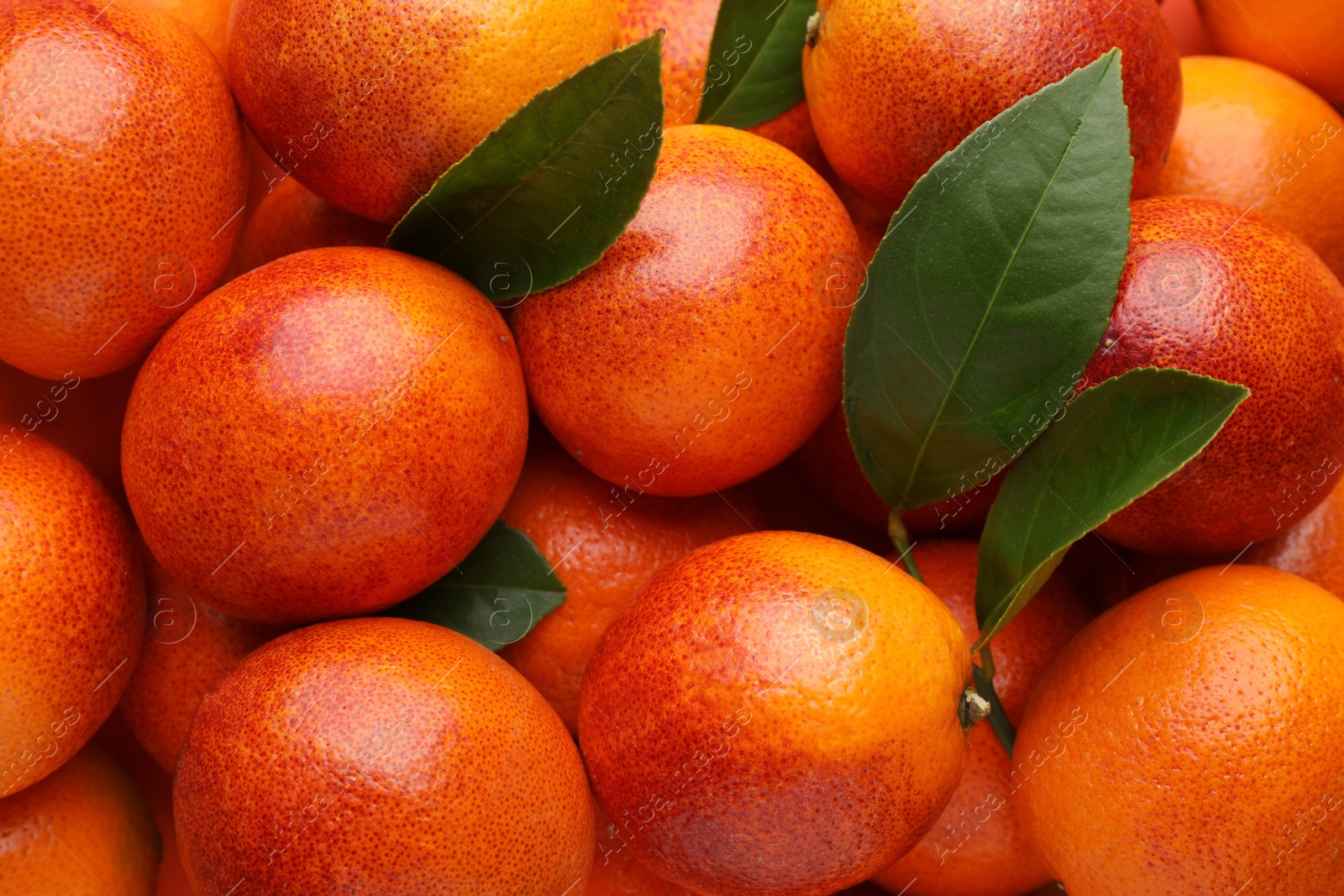 Photo of Pile of ripe sicilian oranges with leaves as background, closeup