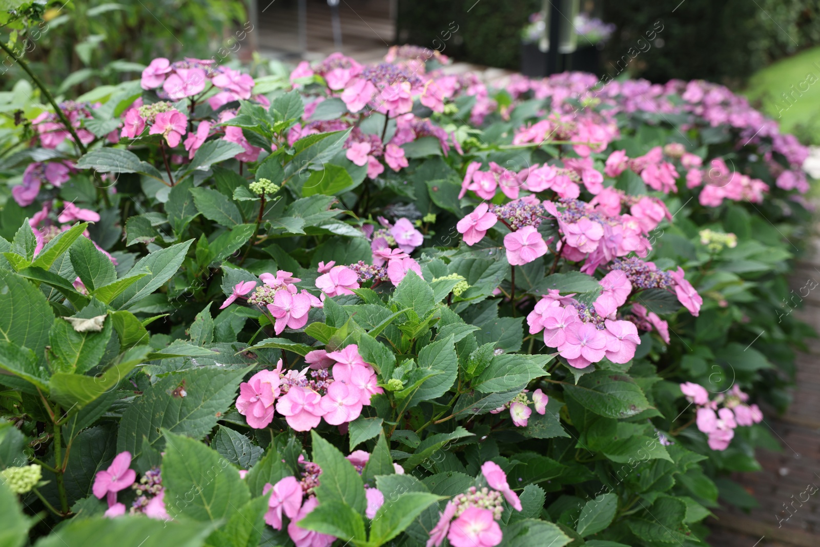 Photo of Beautiful blooming hydrangeas in garden. Landscape design