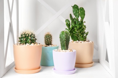 Beautiful cacti on shelf