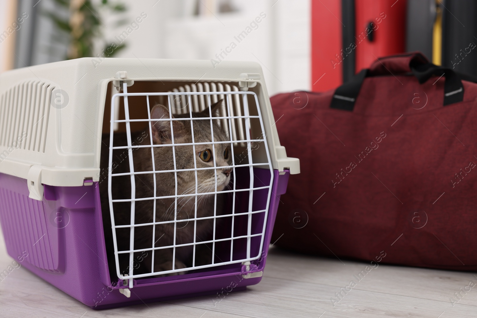 Photo of Travel with pet. Cute cat in carrier and bag indoors