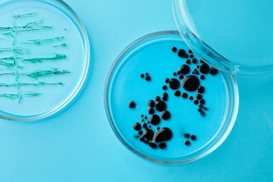 Petri dishes with different bacteria colonies on light blue background, flat lay