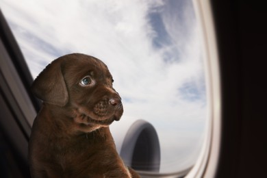 Image of Travelling with pet. Chocolate Labrador Retriever puppy near window in airplane
