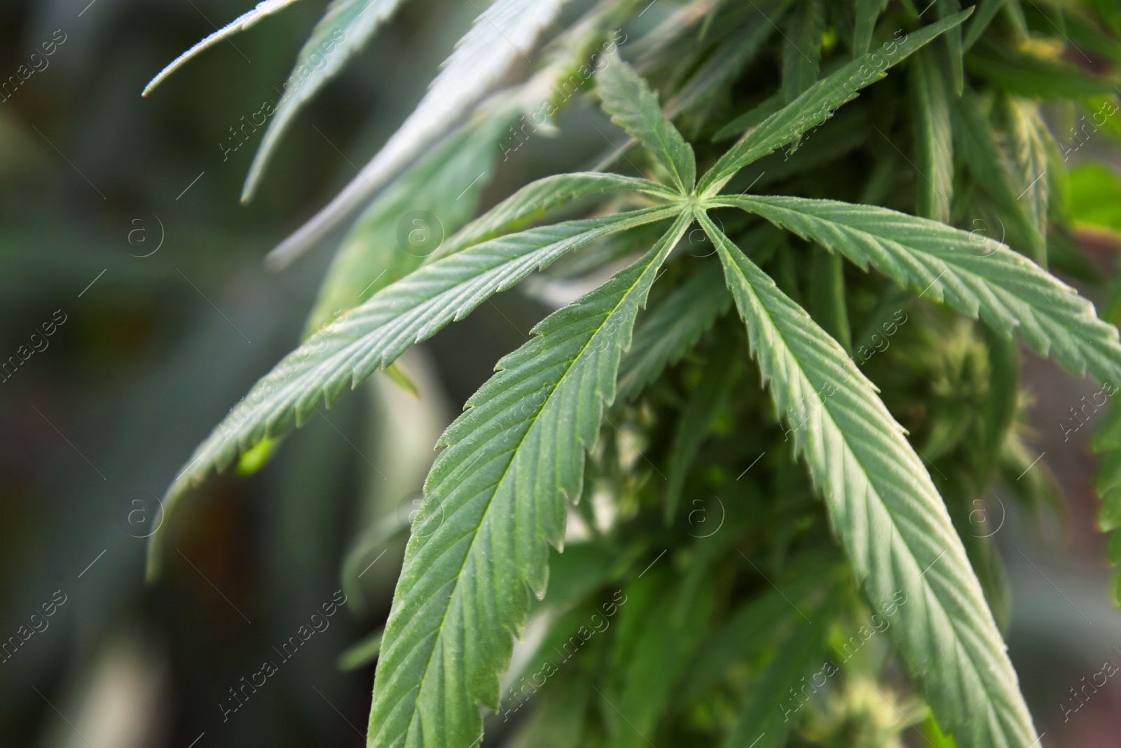 Photo of Green organic hemp growing outdoors, closeup. Cannabis plant