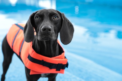 Photo of Dog rescuer wearing life vest in swimming pool outdoors, closeup