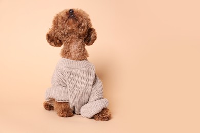 Photo of Cute Maltipoo dog in knitted warm sweater on beige background. Space for text