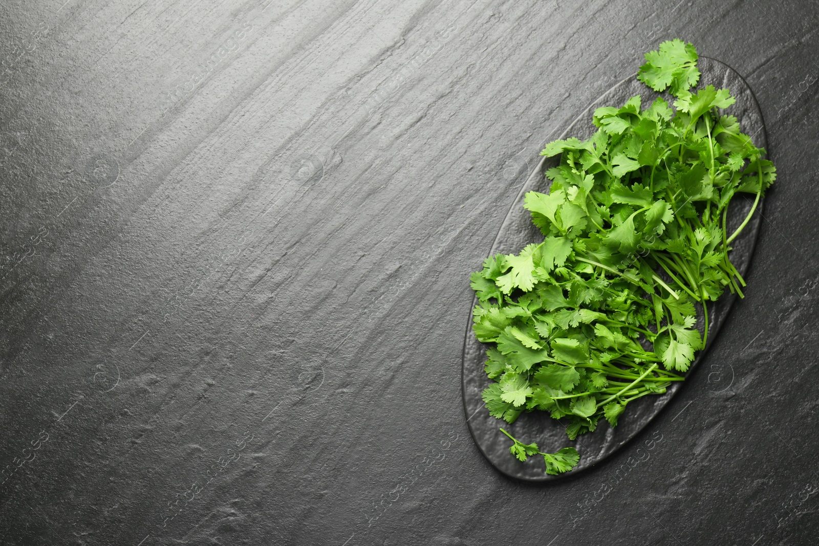 Photo of Fresh coriander on dark gray textured table, top view. Space for text