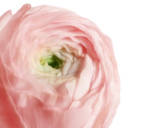 Beautiful ranunculus flower on white background, closeup