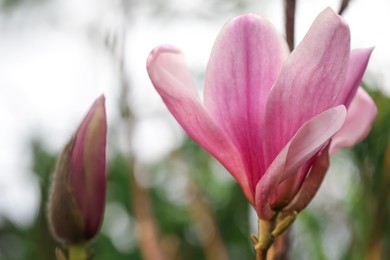 Photo of Closeup view of beautiful blooming magnolia tree outdoors. Space for text