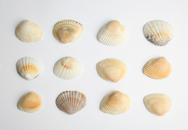 Photo of Different beautiful sea shells on white background, top view