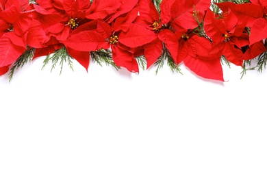 Photo of Flat lay composition with poinsettia and space for text on white background. Traditional Christmas flower