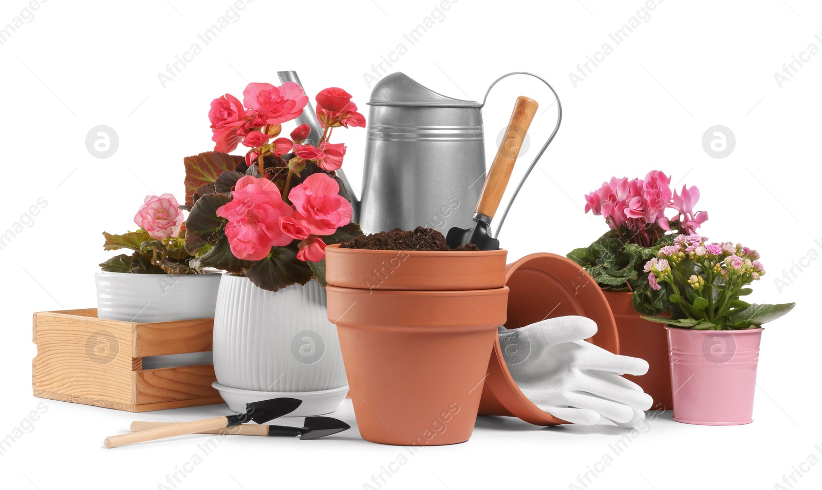 Photo of Beautiful flowers, pots and gardening tools isolated on white