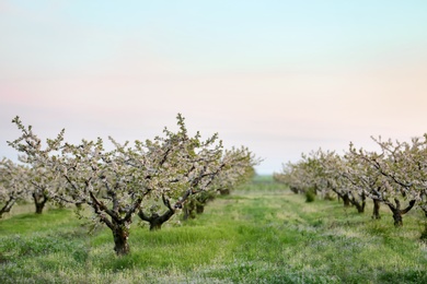 Photo of Picturesque orchard with blossoming trees on warm spring day