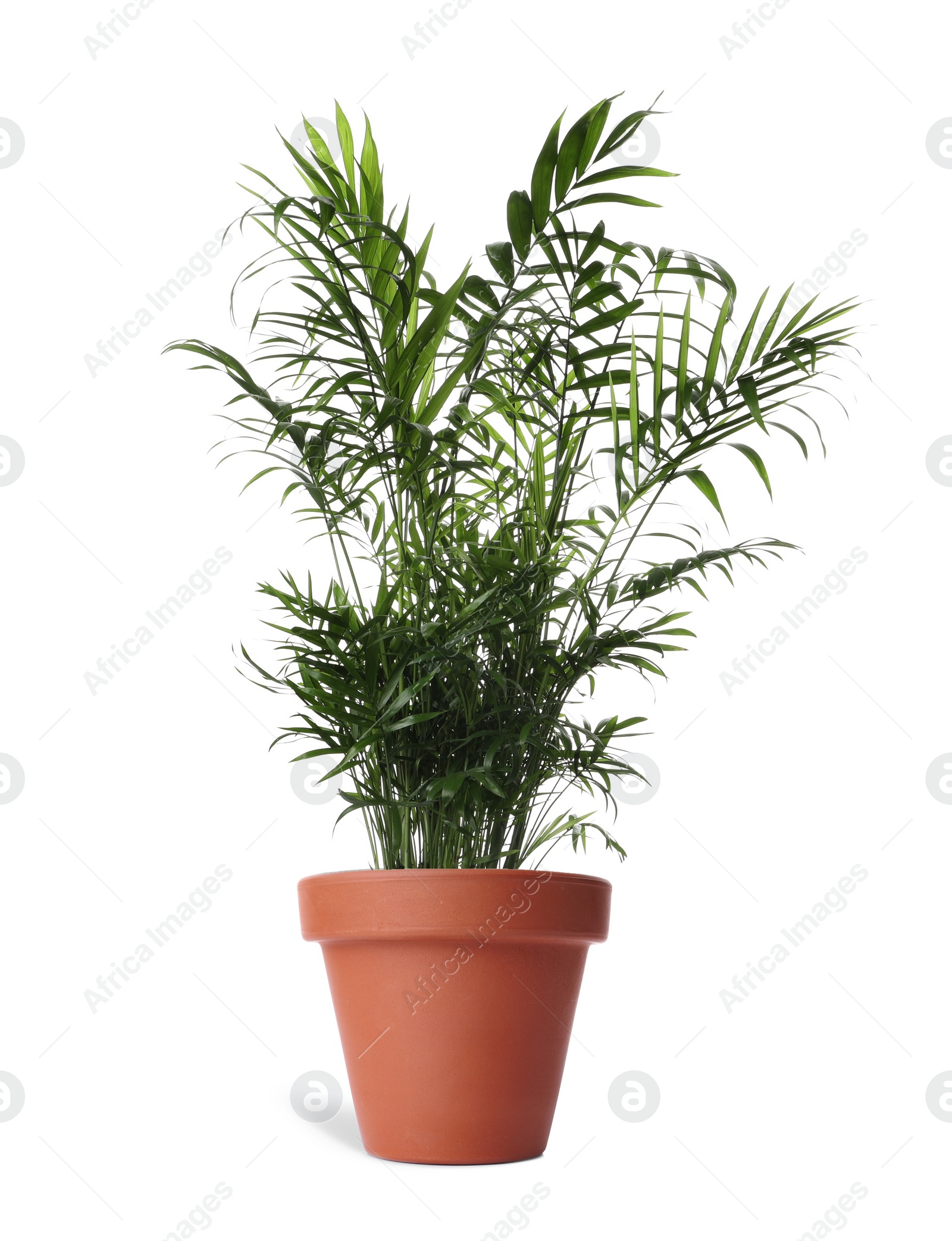 Image of Beautiful Ravenea rivularis plant in terracotta pot isolated on white. House decor